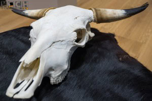 Kuhschädel - www.kochhelden.tv