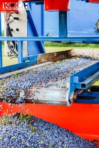 Wilde Blaubeeren-Ernte - www.kochhelden.tv