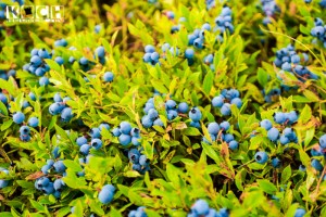 Wilde Blaubeeren - www.kochhelden.tv