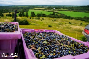 Wilde Blaubeeren - www.kochhelden.tv