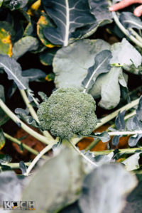 Brokkoli - www.kochhelden.tv