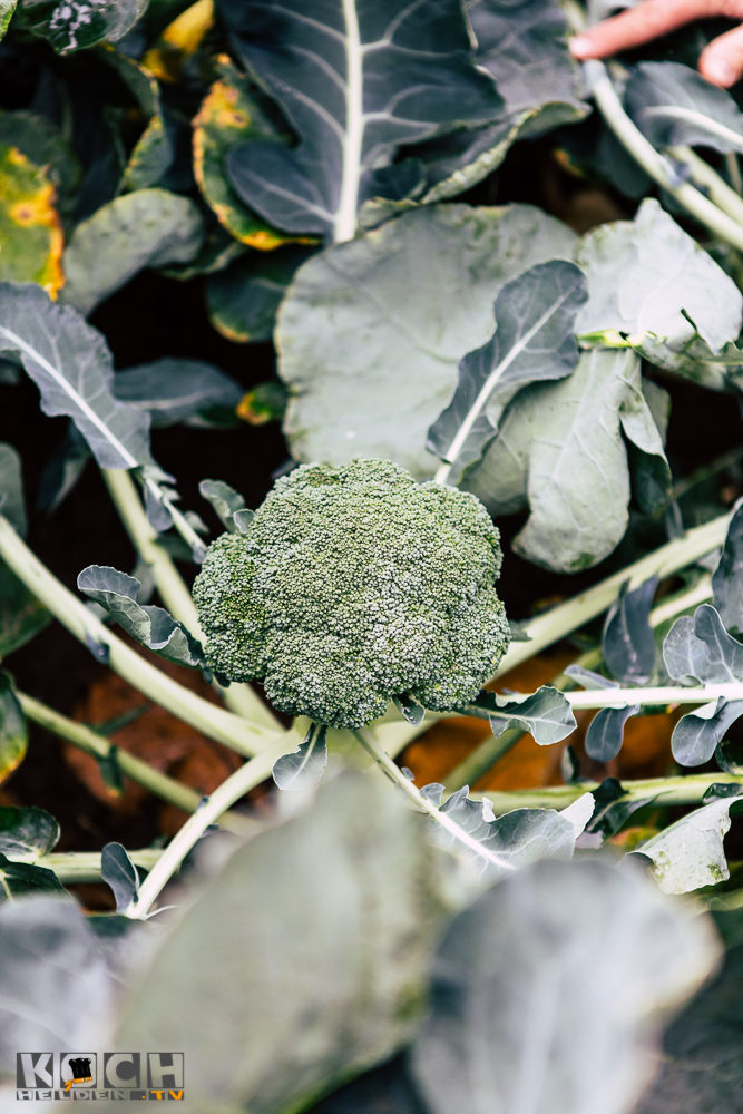 Brokkoli - www.kochhelden.tv