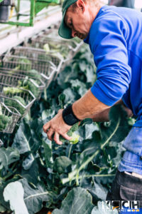 Brokkoli-Ernte - www.kochhelden.tv