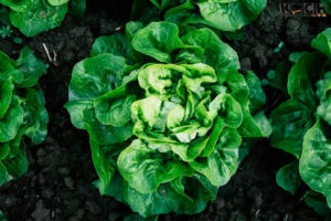 Salatkopf - www.kochhelden.tv