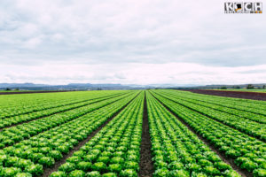 Salatfeld - www.kochhelden.tv