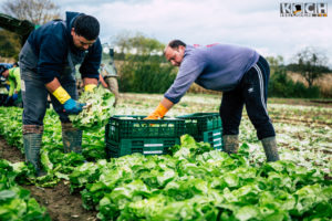 Salatanbau - www.kochhelden.tv