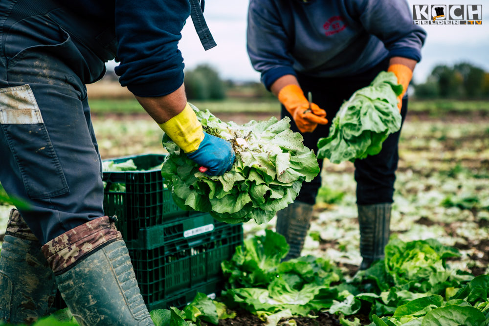 Salatanbau - www.kochhelden.tv