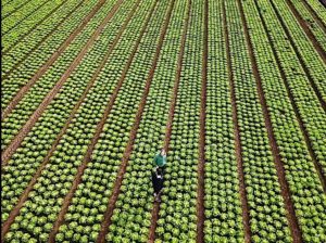 Drohnenbild Salatfeld - www.kochhelden.tv