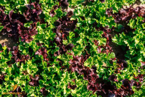 Kochhelden.TV bei Bonduelle - www.kochhelden.tv