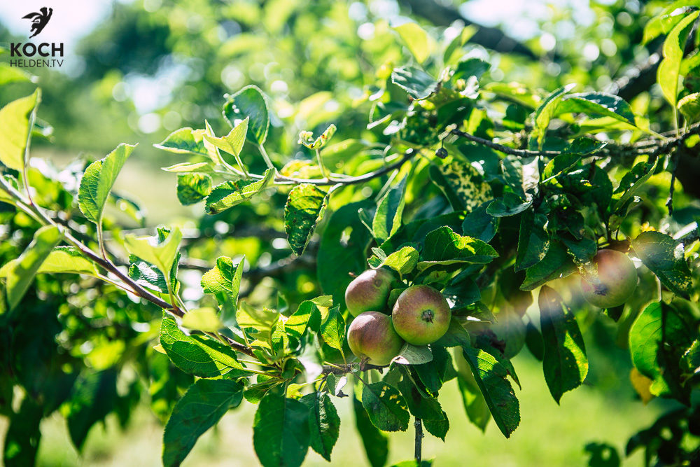 Streuobstwiese - www.kochhelden.tv