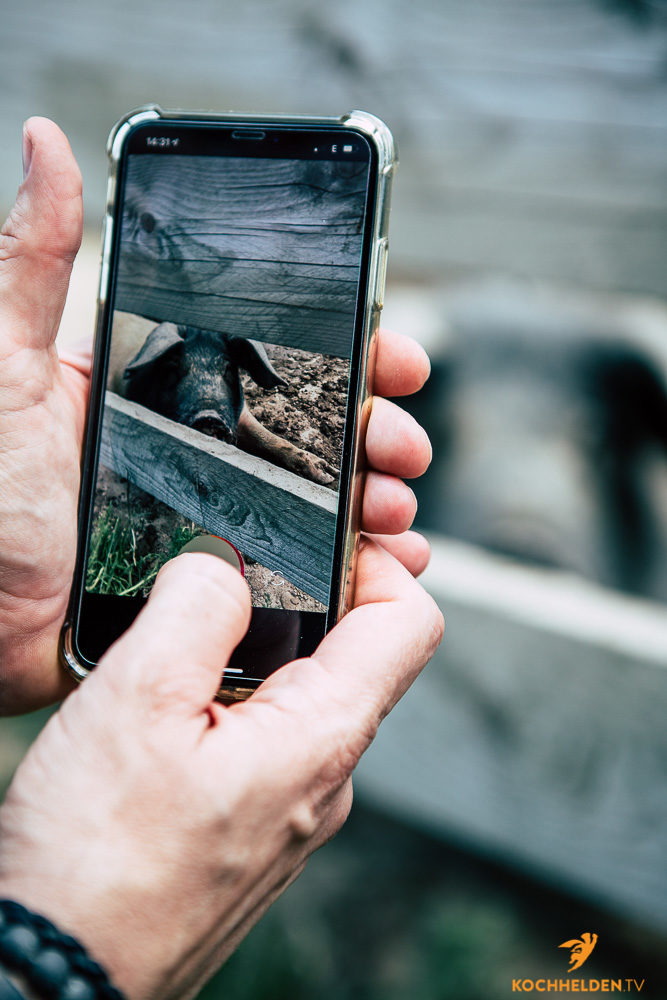 Schwäbisch Hällisches Landschwein - www.kochhelden.tv