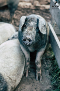 Schwäbisch Hällisches Landschwein - www.kochhelden.tv