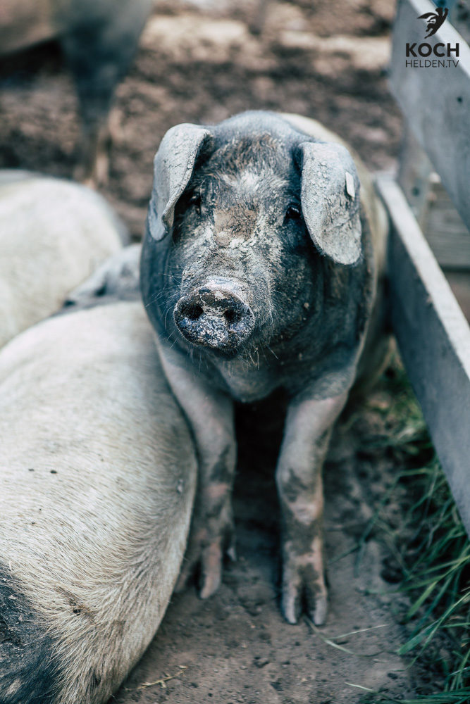 Schwäbisch Hällisches Landschwein - www.kochhelden.tv