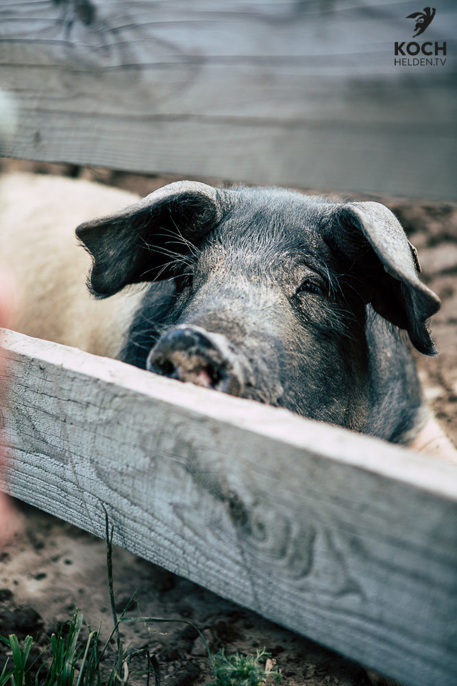 Schwäbisch Hällisches Landschwein - www.kochhelden.tv