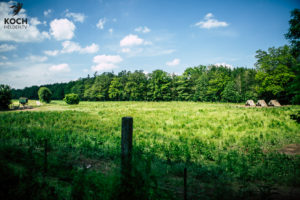 Schwäbisch Hällisches Landschwein - www.kochhelden.tv