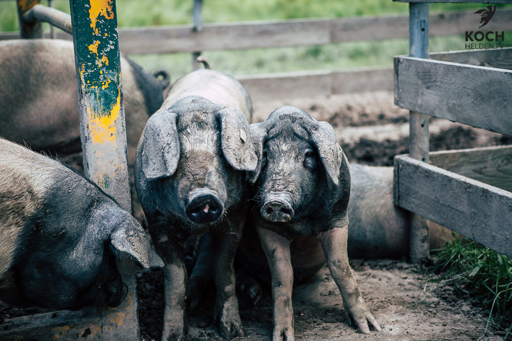 Schwäbisch Hällisches Landschwein - www.kochhelden.tv