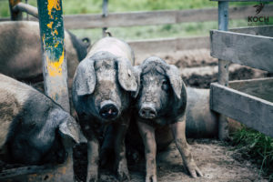 Schwäbisch Hällisches Landschwein - www.kochhelden.tv