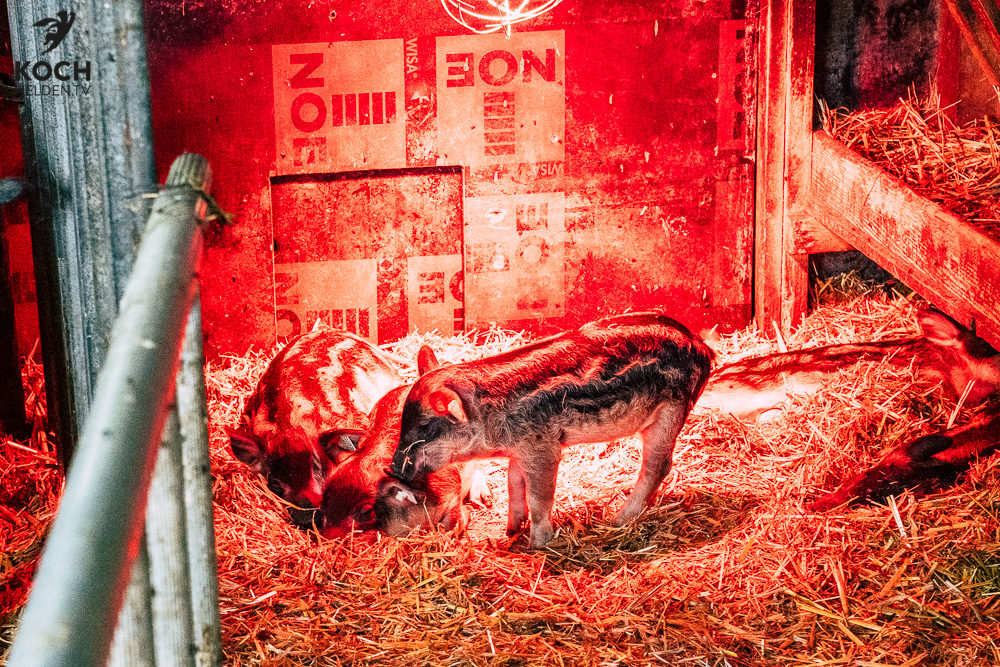 Waldeckhof Göppingen - www.kochhelden.tv