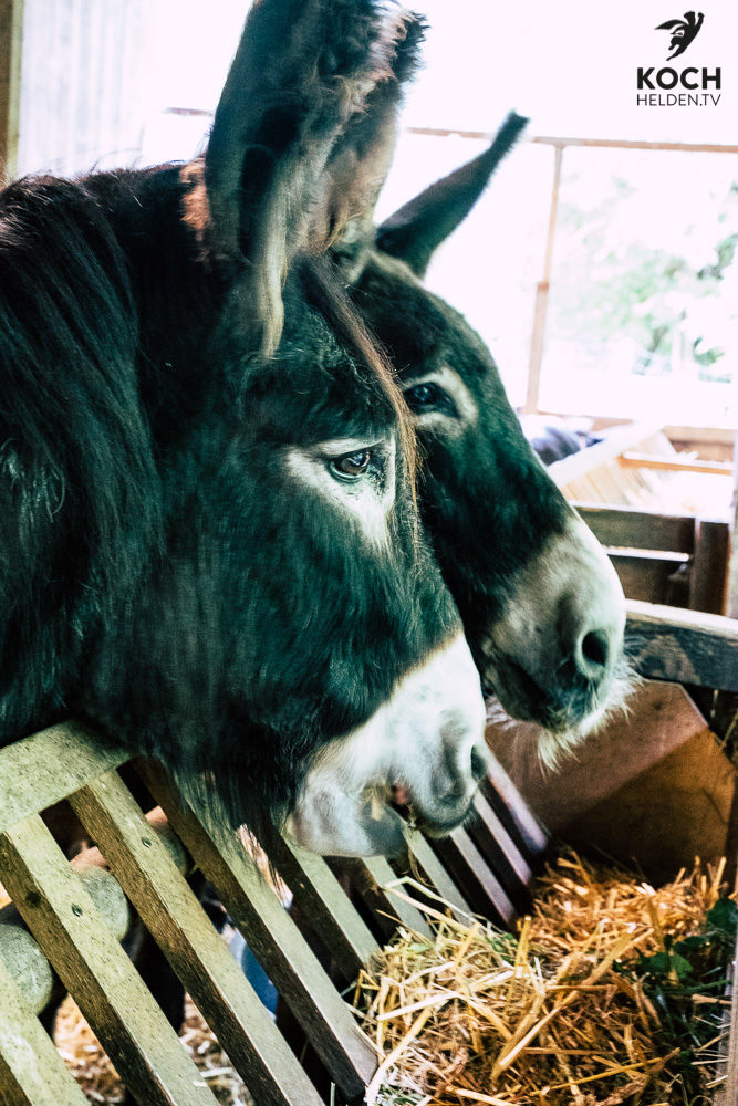 Esel Waldeckhof Göppingen - www.kochhelden.tv