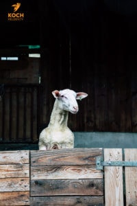 Schaf Waldeckhof Göppingen - www.kochhelden.tv