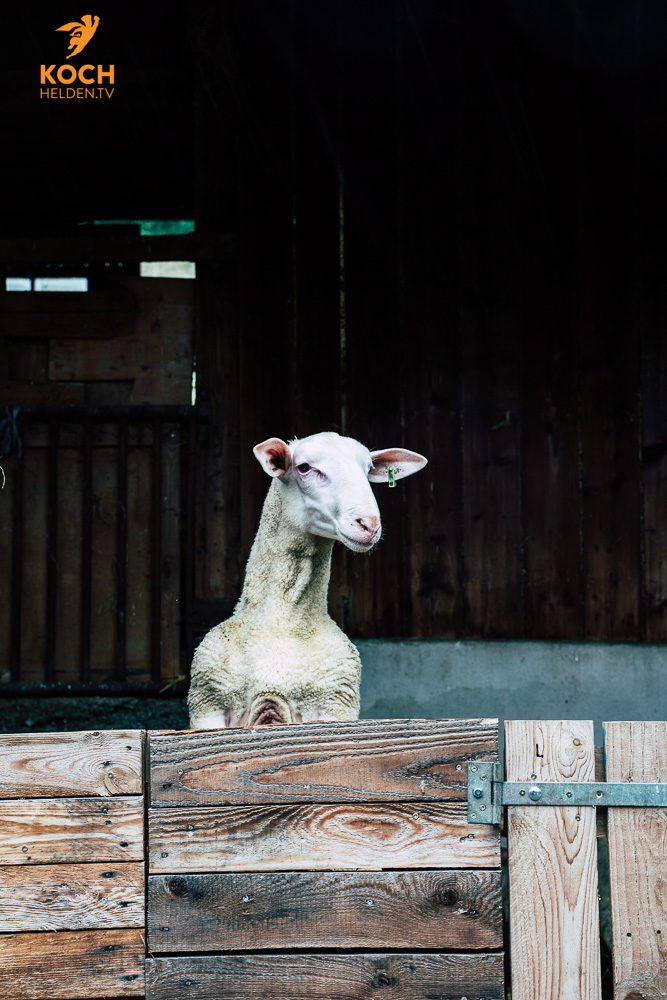 Schaf Waldeckhof Göppingen - www.kochhelden.tv