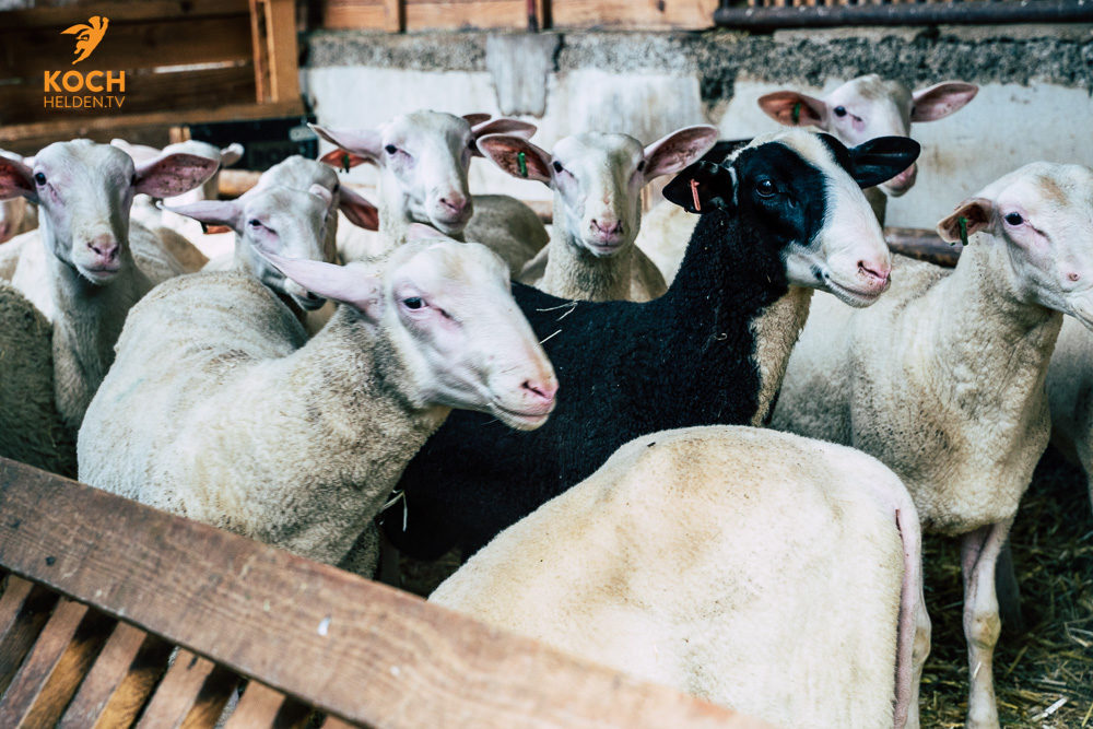 Milchschafe Waldeckhof Göppingen - www.kochhelden.tv