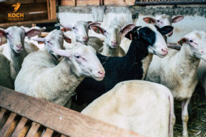 Milchschafe Waldeckhof Göppingen - www.kochhelden.tv