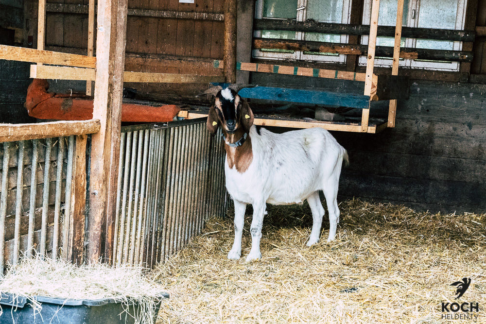 Ziege Waldeckhof Göppingen - www.kochhelden.tv