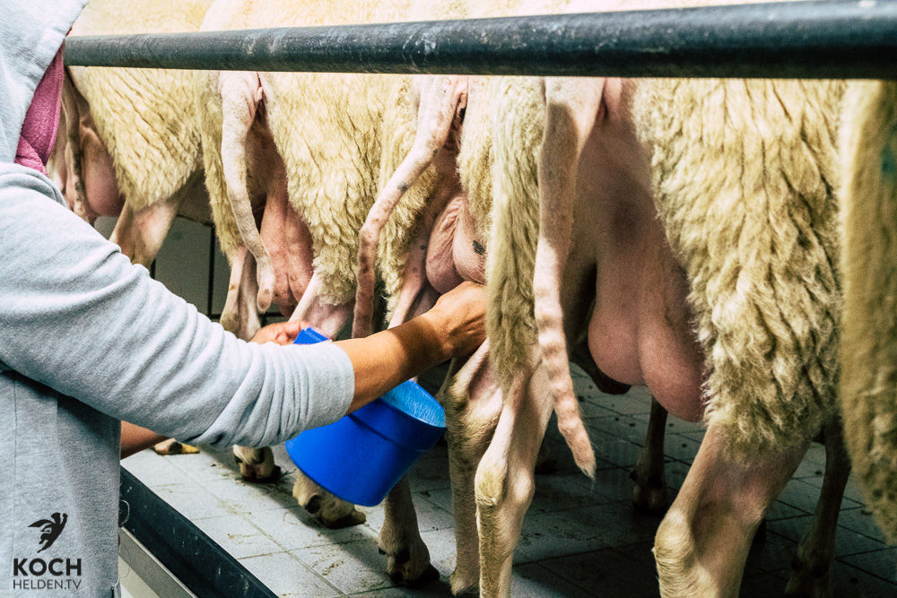 Melken Waldeckhof Göppingen - www.kochhelden.tv