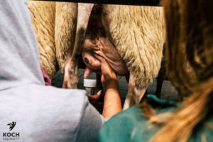 Melken Waldeckhof Göppingen - www.kochhelden.tv