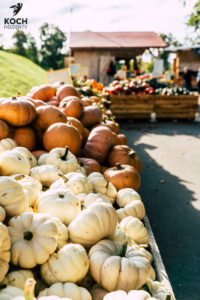 Kürbisausstellung Ludwigsburg - www.kochhelden.tv