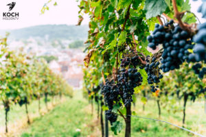 Wein Esslingen - www.kochhelden.tv