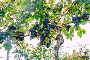 Wein Esslingen - www.kochhelden.tv