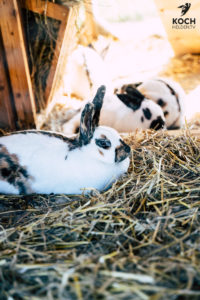 Freilichtmuseum Beuren - www.kochhelden.tv