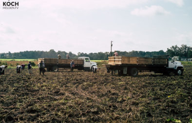 Süsskartoffel North Carolina - www.kochhelden.tv