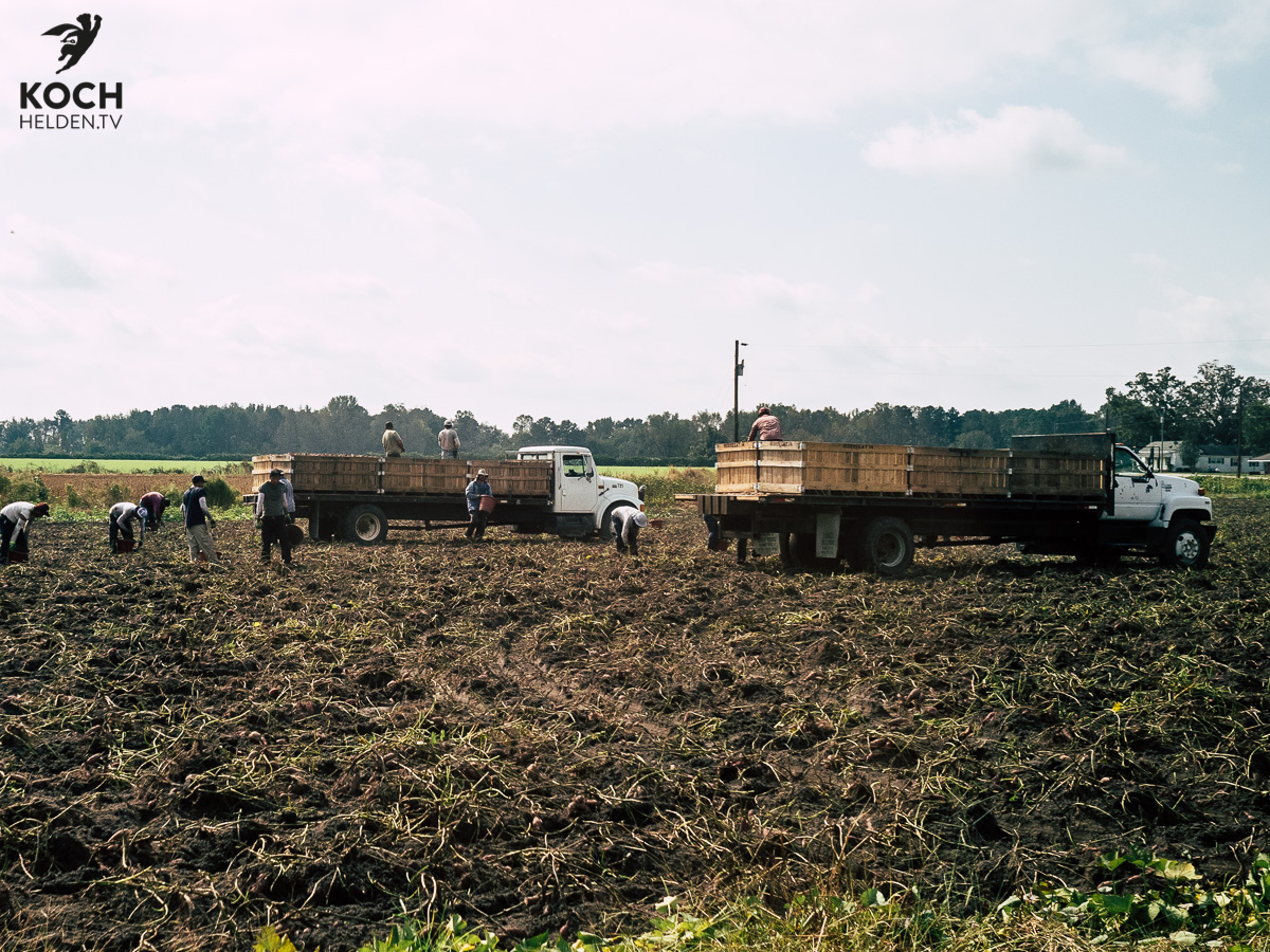 Süsskartoffel North Carolina - www.kochhelden.tv