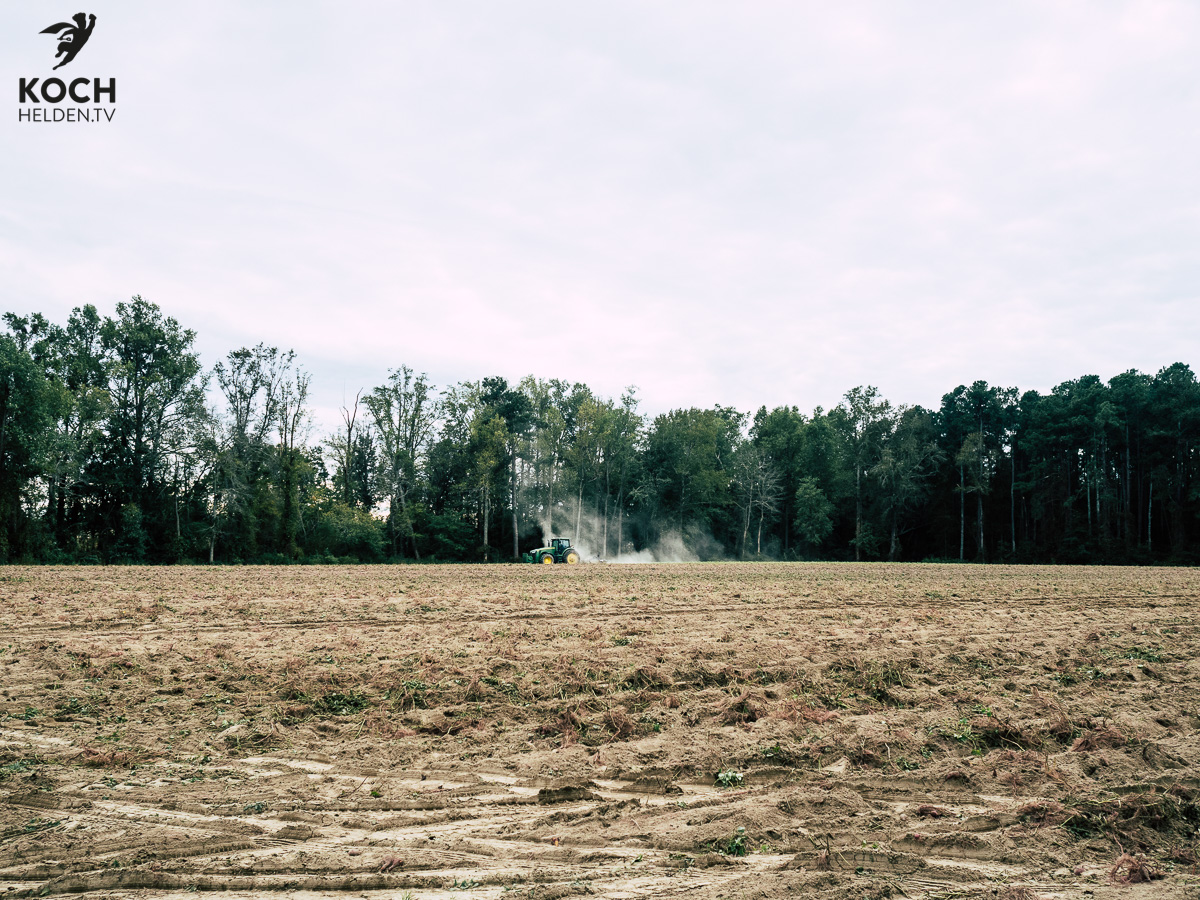 Süsskartoffel North Carolina - www.kochhelden.tv